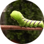スズメガ　画像　スズメガの幼虫　写真
